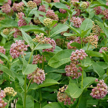 Load image into Gallery viewer, Asclepias syriaca (Milkweed)
