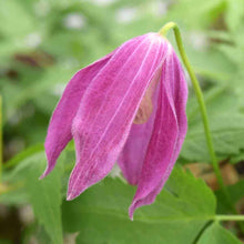 Load image into Gallery viewer, Clematis &#39;Constance&#39;
