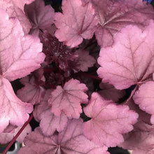 Load image into Gallery viewer, Heuchera 'Pink Panther'
