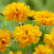 Load image into Gallery viewer, Coreopsis &#39;Early Sunrise&#39;
