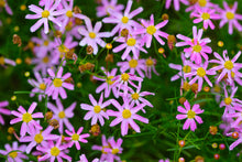 Load image into Gallery viewer, Coreopsis rosea
