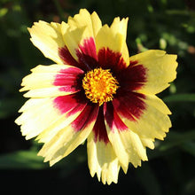 Load image into Gallery viewer, Coreopsis &#39;Super Star&#39;
