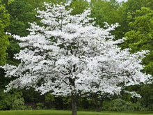Load image into Gallery viewer, Flowering Dogwood 'Cherokee Princess'
