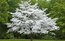 Load image into Gallery viewer, Flowering Dogwood
