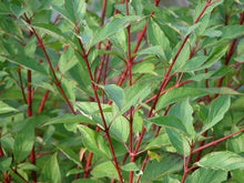 Load image into Gallery viewer, Red Osier Dogwood
