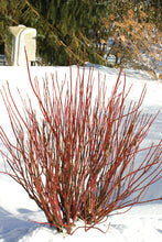 Load image into Gallery viewer, Cornus &#39;Arctic Fire Red&#39;
