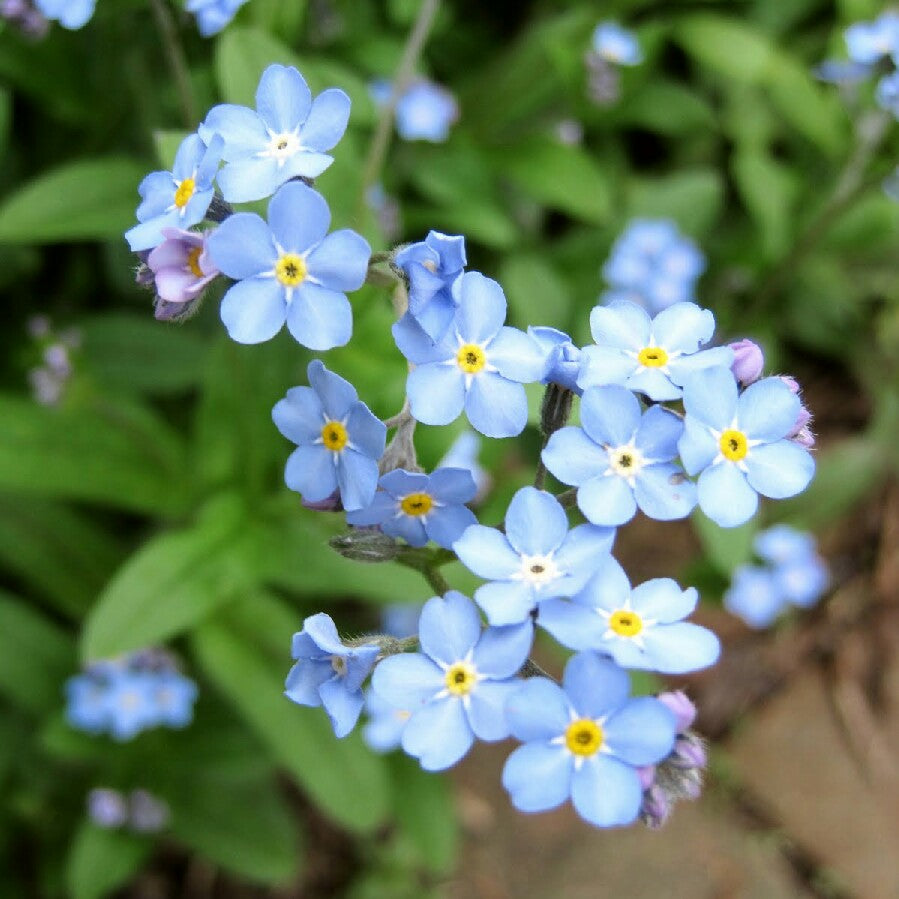 Myosotis 'Mon Amie Blue'