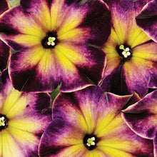 Load image into Gallery viewer, Crazytunia®
