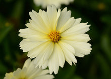 Load image into Gallery viewer, Coreopsis Uptick™ &#39;Cream&#39;
