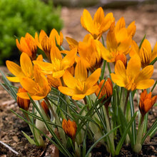 Load image into Gallery viewer, Crocus &#39;Orange Monarch&#39;
