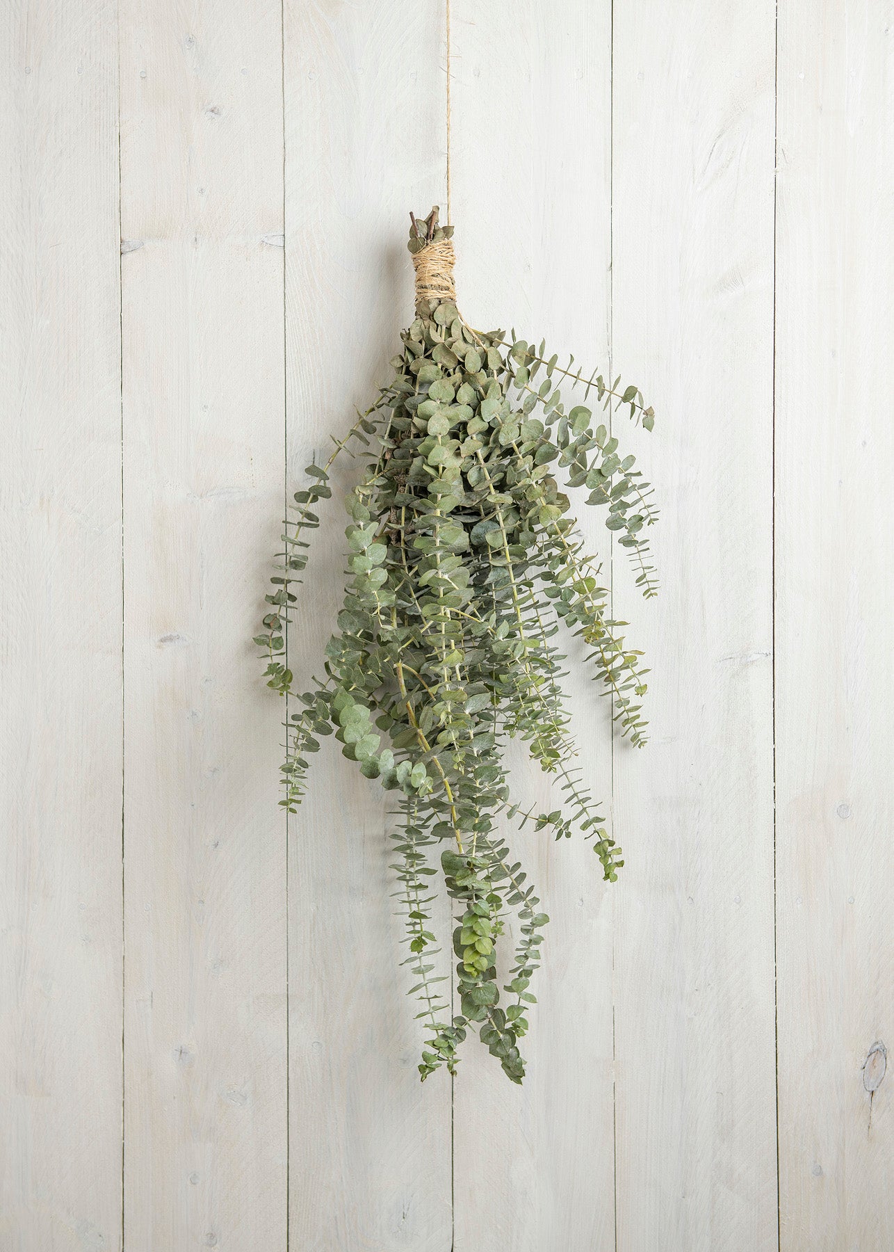 Baby Blue Eucalyptus Bunch