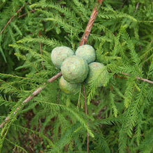 Load image into Gallery viewer, Bald Cypress

