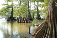 Load image into Gallery viewer, Bald Cypress
