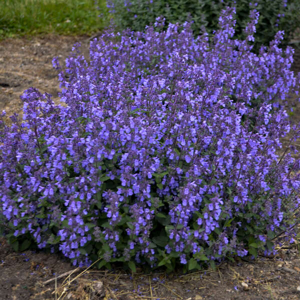 Nepeta 'Picture Purrfect'
