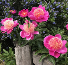 Load image into Gallery viewer, Peony 'Leslie Peck'
