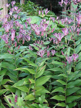 Load image into Gallery viewer, Tricyrtis &#39;Sinonome&#39;
