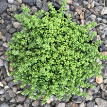 Load image into Gallery viewer, Sedum 'Baby Tears'
