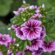 Load image into Gallery viewer, Malva 'Zebrina'
