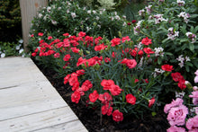 Load image into Gallery viewer, Dianthus 'Rosebud'
