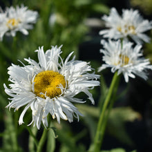 Load image into Gallery viewer, Leucanthemum &#39;Crazy Daisy&#39;
