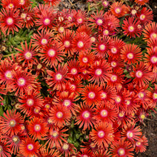 Load image into Gallery viewer, Delosperma &#39;Red Mountain Flame&#39;
