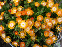 Load image into Gallery viewer, Delosperma 'Jewel of Desert Topaz'
