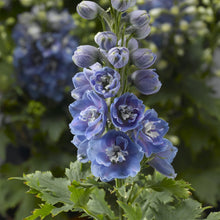 Load image into Gallery viewer, Delphinium Delphina™ &#39;Light Blue White Bee&#39;
