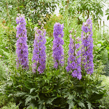 Load image into Gallery viewer, Delphinium Delgenius™ 'Breezin''
