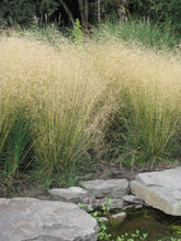 Load image into Gallery viewer, Deschampsia cespitosa (Tufted Hair Grass)
