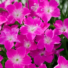 Load image into Gallery viewer, Dianthus 'Kahori Pink®'
