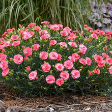 Load image into Gallery viewer, Dianthus 'Fruit Punch® Classic Coral'
