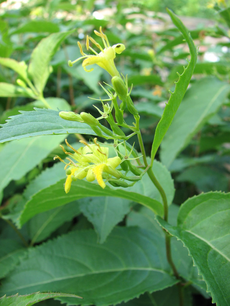 Bush Honeysuckle