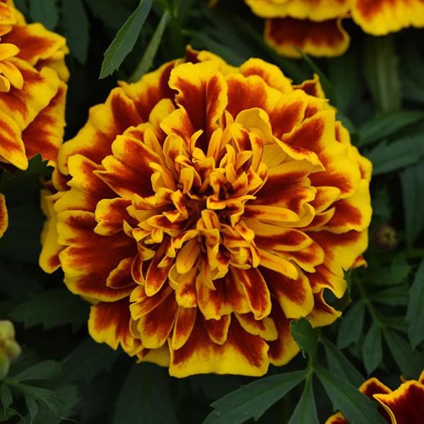 Marigold (French) 'Bonanza Bee'