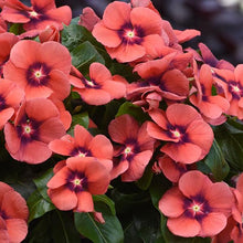 Load image into Gallery viewer, Vinca 6"
