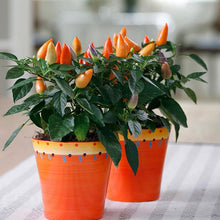 Load image into Gallery viewer, Ornamental Pepper &#39;Acapulco Orange&#39;
