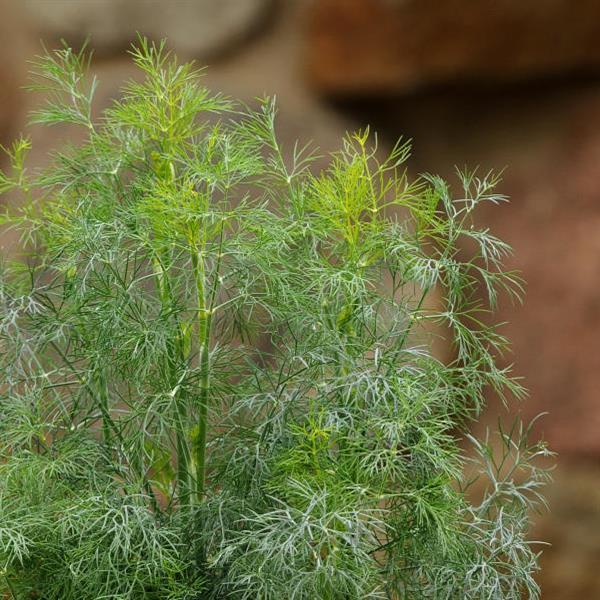 Dill 'Fernleaf'