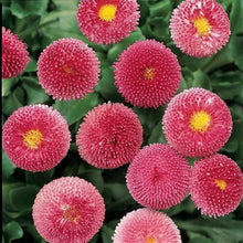 Load image into Gallery viewer, Bellis &#39;Bellissima™ Rose&#39;
