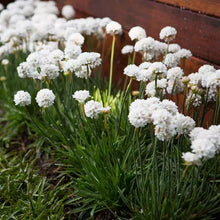 Load image into Gallery viewer, Armeria Dreameria® 'Dream Cloud'
