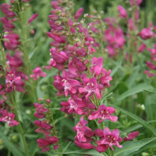 Load image into Gallery viewer, Penstemon &#39;Rock Candy® Pink&#39;
