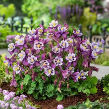 Load image into Gallery viewer, Aquilegia Earlybird™ 'Purple Yellow'
