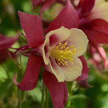 Load image into Gallery viewer, Aquilegia Earlybird™ &#39;Red Yellow&#39;
