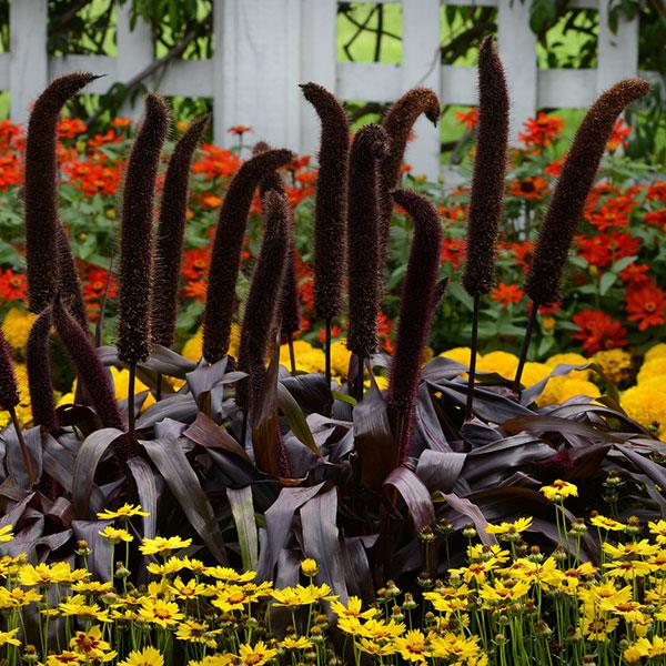 Ornamental Millet 'Purple Baron'