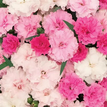 Load image into Gallery viewer, Dianthus 'I Love You'
