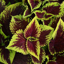 Load image into Gallery viewer, Coleus 'Kong Jr Scarlet'
