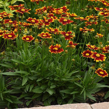 Load image into Gallery viewer, Coreopsis UpTick™ &#39;Red&#39;
