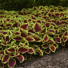 Load image into Gallery viewer, Coleus 'Kong Jr Scarlet'
