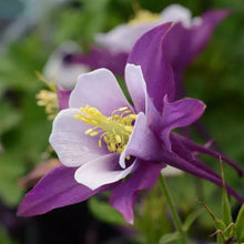 Load image into Gallery viewer, Aquilegia Earlybird™ 'Purple Yellow'
