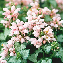 Load image into Gallery viewer, Lamium &#39;Pink Pewter&#39;
