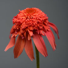 Load image into Gallery viewer, Echinacea Double Scoop™ &#39;Mandarin&#39;
