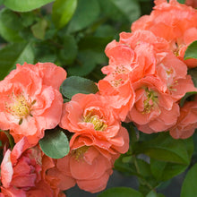 Load image into Gallery viewer, Quince Double Take® Peach
